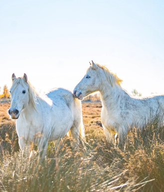 Chevaux