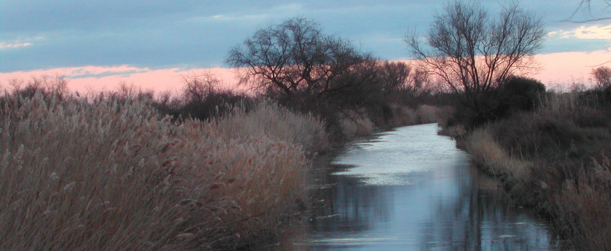 Camargue